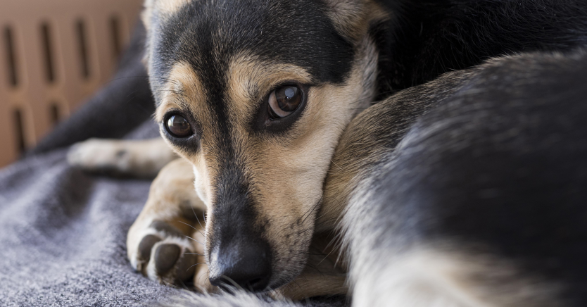 Ask Dr. Jenn: Should We Use Radiation for Our Older Dog Who Has Cancer?